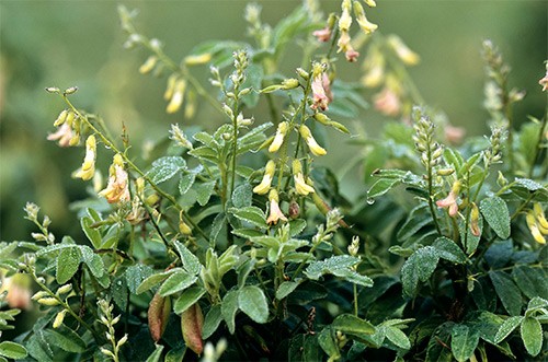 Астрагал – чудодейственное растение народной медицины. Показания к применению, полезные свойства, противопоказания, способы употребления