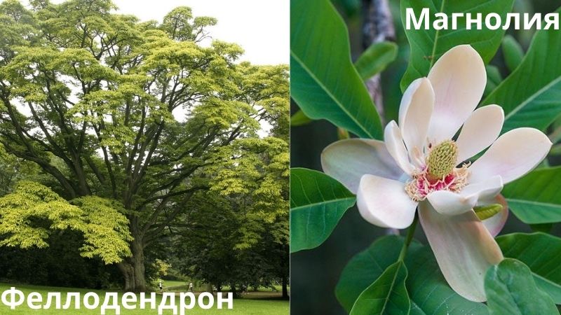 Дерево Феллдендрон и цветок магнолия