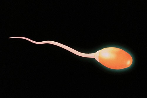 сперматозоид