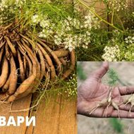 Уникальная трава шатавари – первая помощь аюрведы для женского здоровья