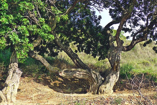 фисташковое дерево