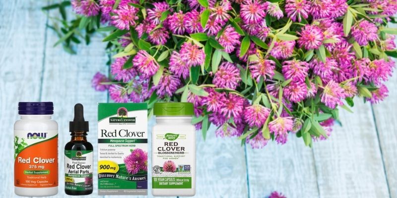 10 недугов, от которых поможет избавиться красный клевер: основные лечебные свойства привычного всем растения