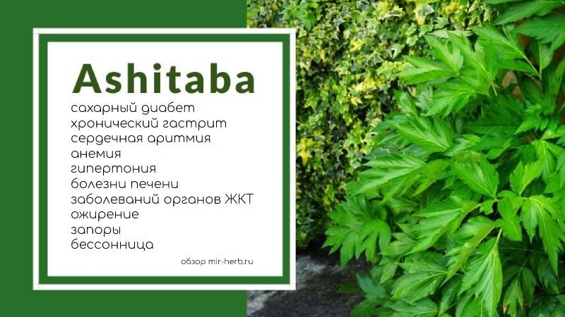 Ашитаба: лечебные свойства растения, способы применения, противопоказания