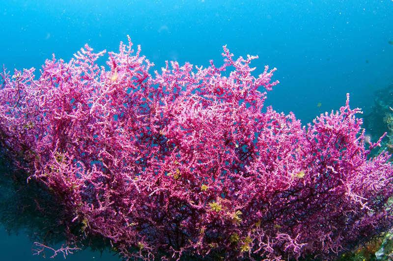 красных морских водорослей Lithothamnion calcareum